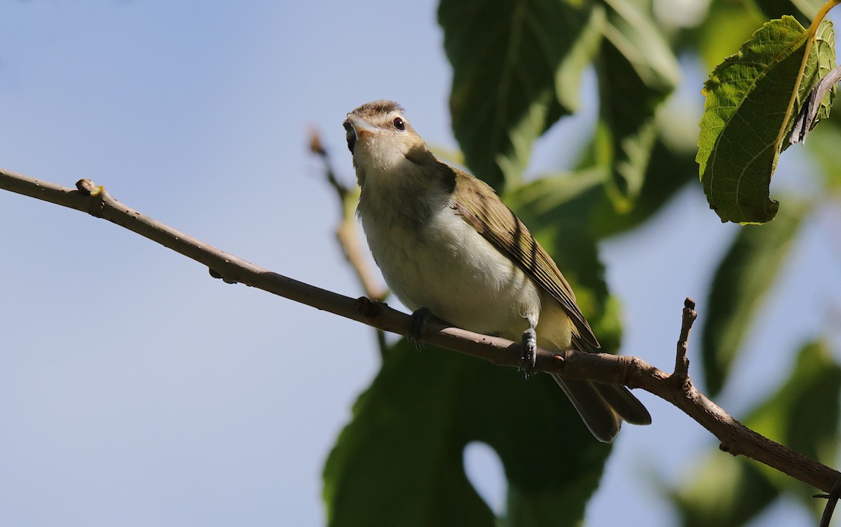 Vireo Chiví - ML614280711