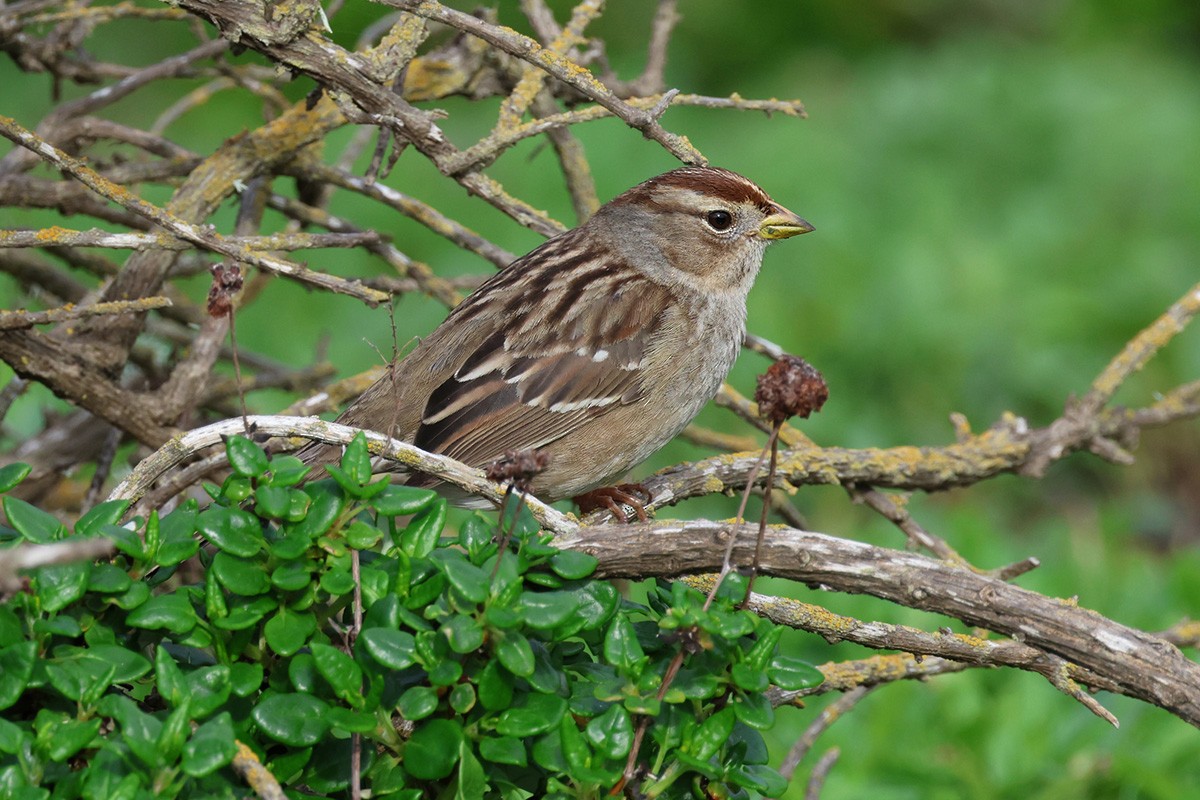White-crowned Sparrow (pugetensis) - ML614280951