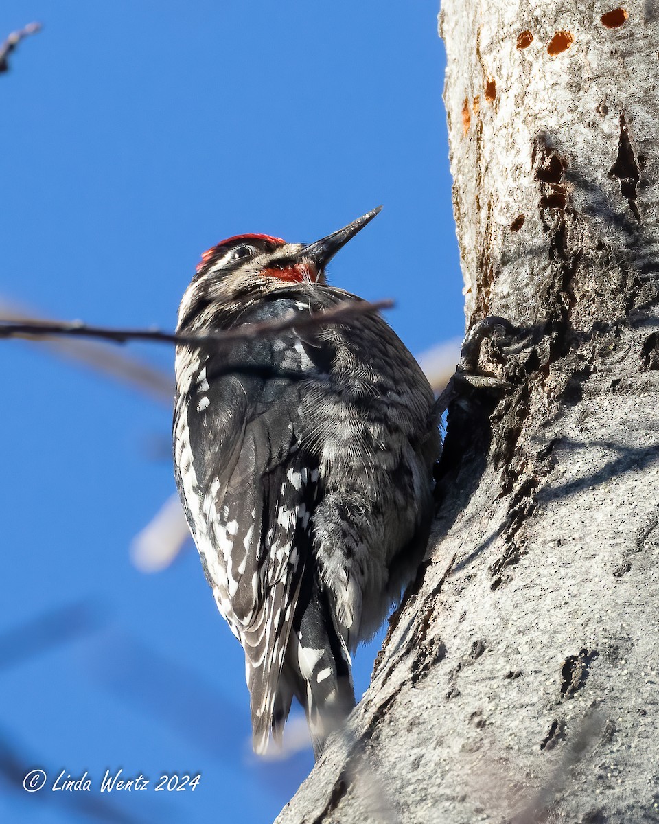 Red-naped Sapsucker - Linda Wentz