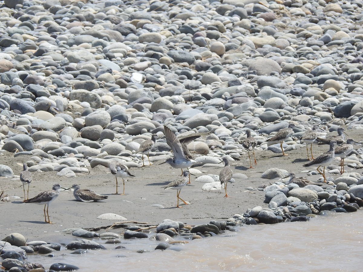 Greater Yellowlegs - ML614281029