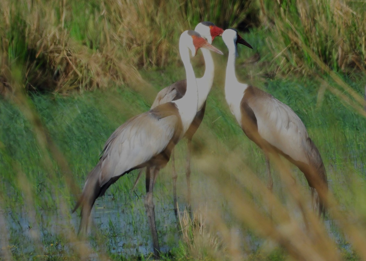 Wattled Crane - ML614281037