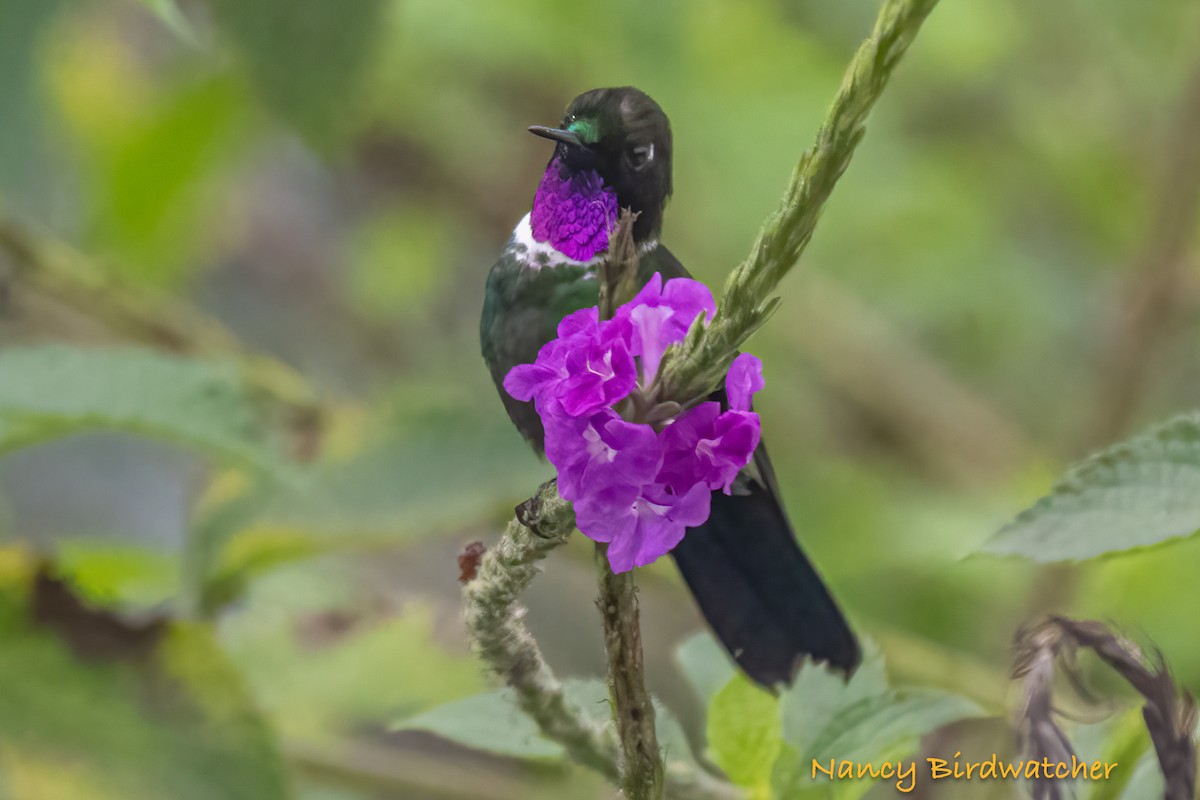 eBird Checklist - 13 Dec 2023 - The Birdwatcher's House - Santa Rosa ...