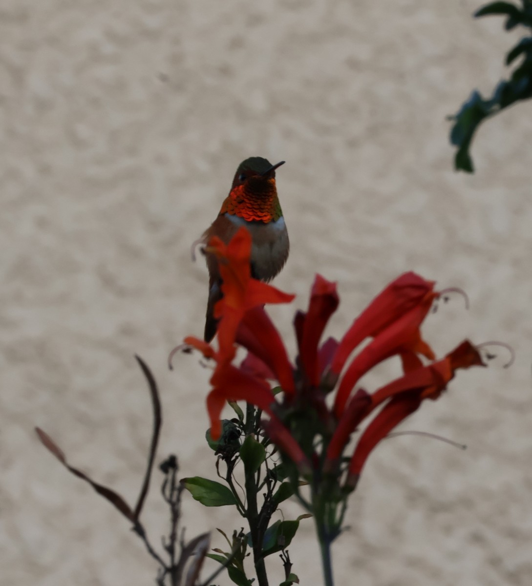Allen's Hummingbird - Stacia Novy