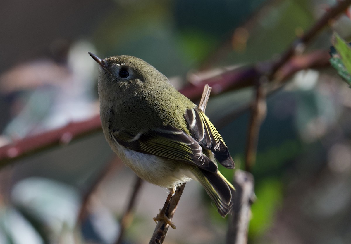 Ruby-crowned Kinglet - ML614281127