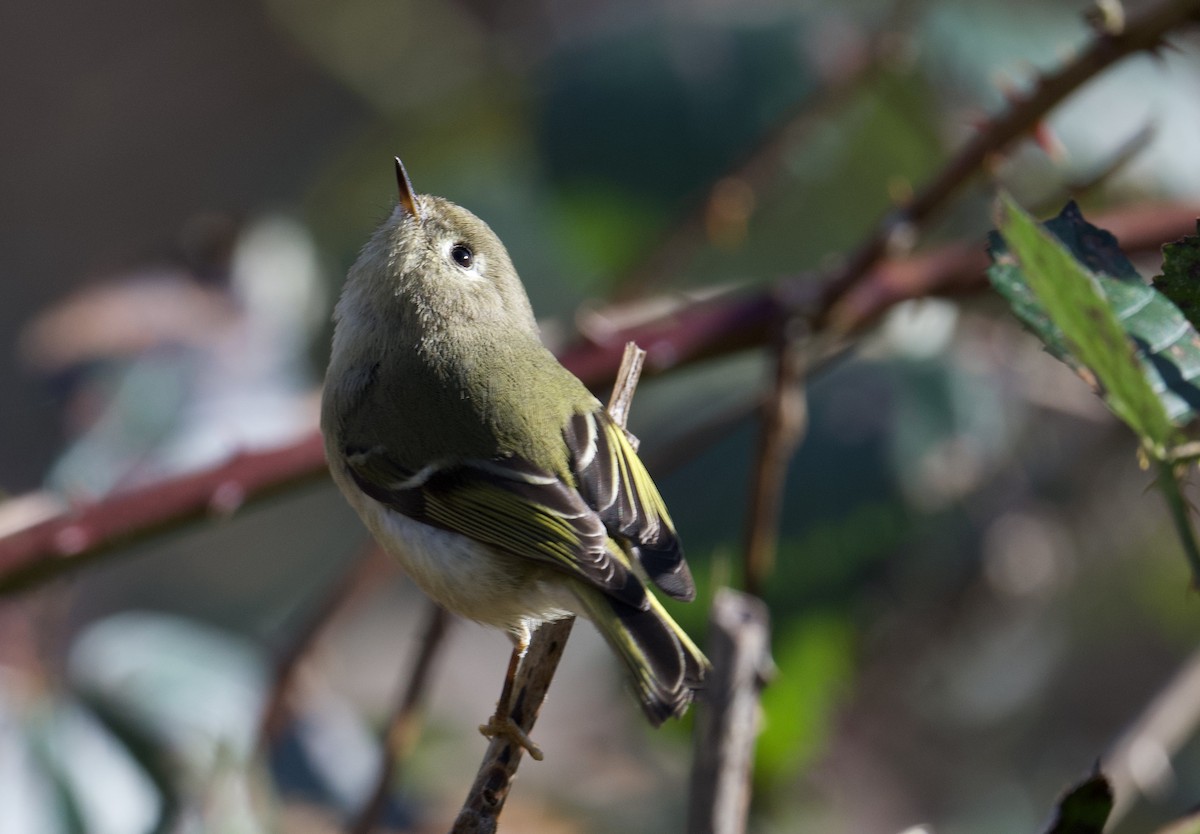 Ruby-crowned Kinglet - ML614281128