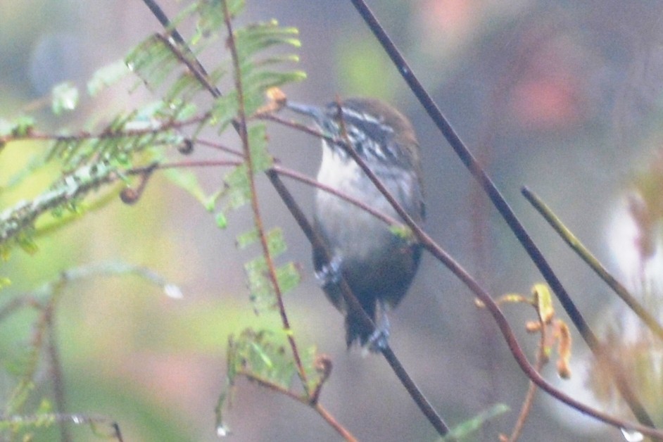 Bar-winged Wood-Wren - Cathy Pasterczyk