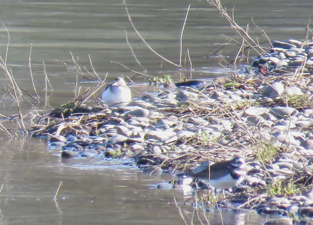 Spotted Sandpiper - Pam Otley