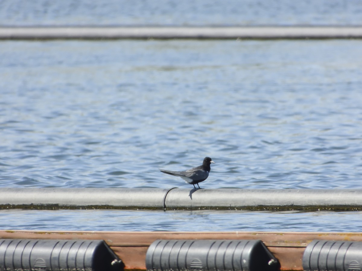 Black Tern - Patrick Kramer