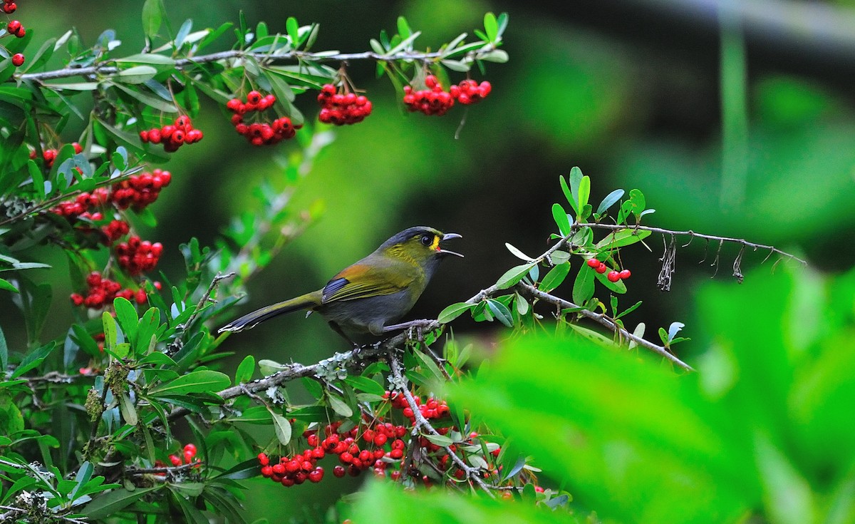 Taiwan Liocichla - ML61428131