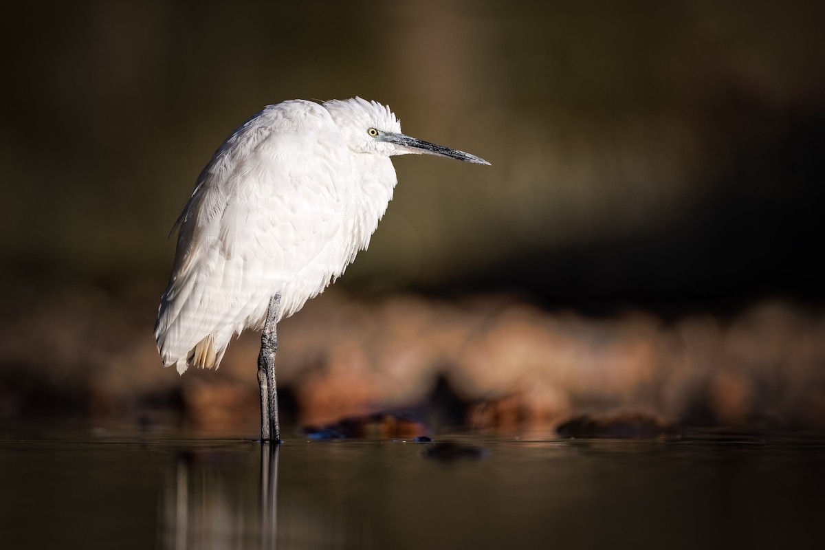 Little Egret - Frédérick Lelièvre