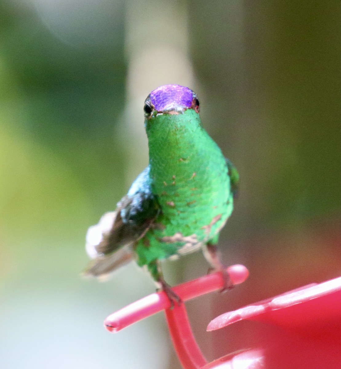 Violet-capped Hummingbird - ML614281347