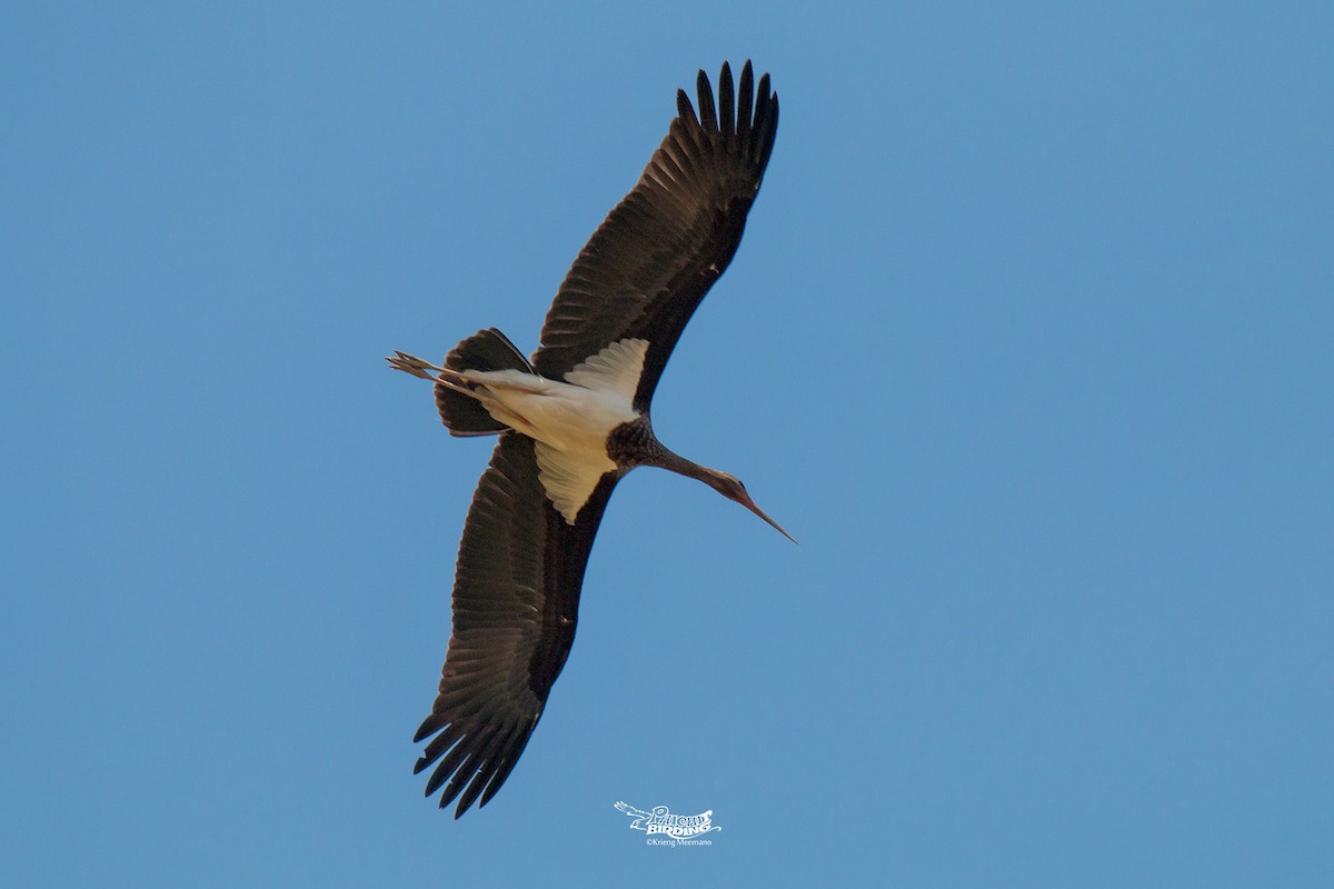 Black Stork - ML614281358