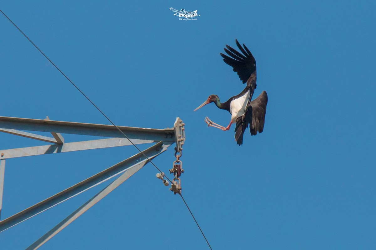 Black Stork - ML614281359