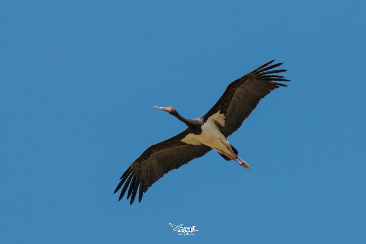 Black Stork - ML614281360