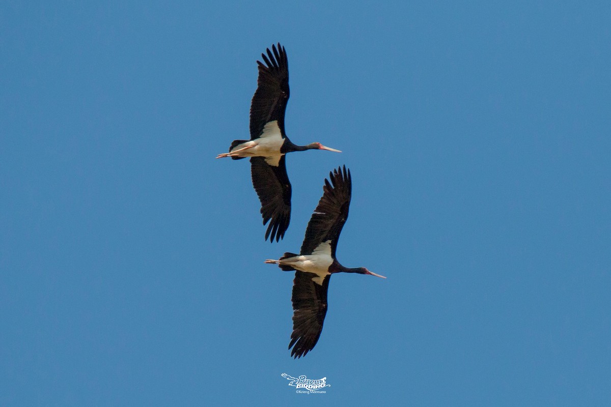 Black Stork - ML614281361