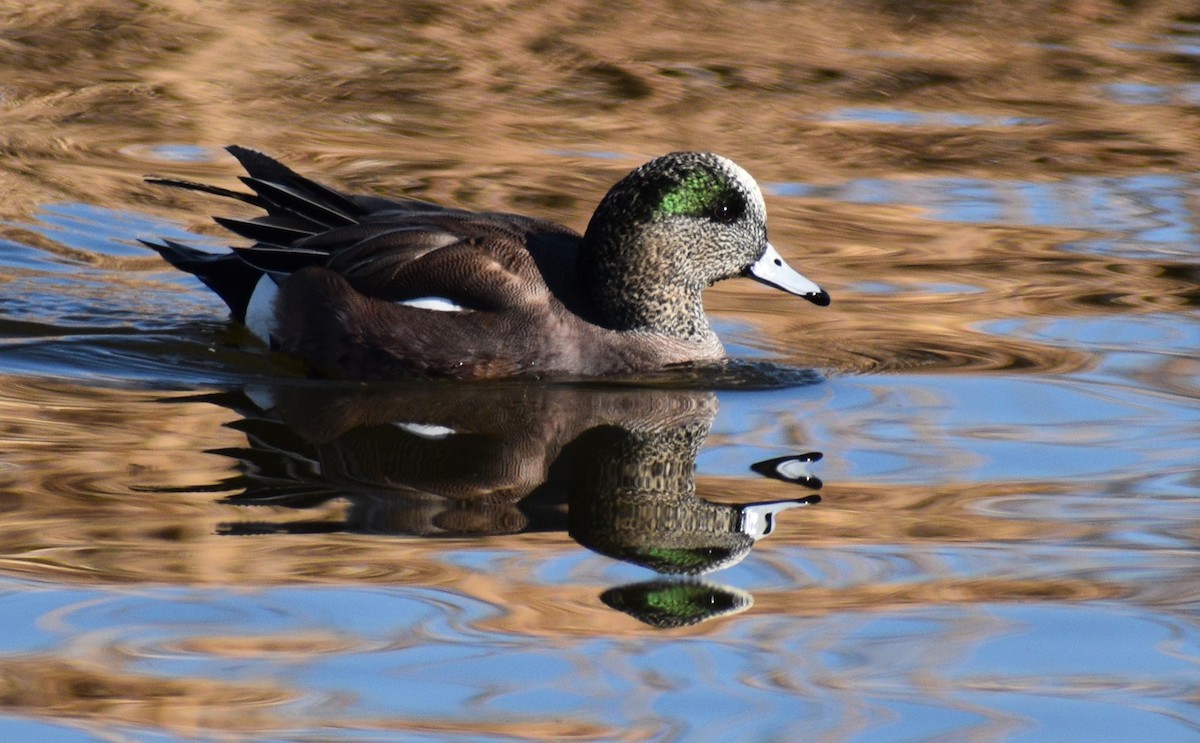 American Wigeon - ML614281475