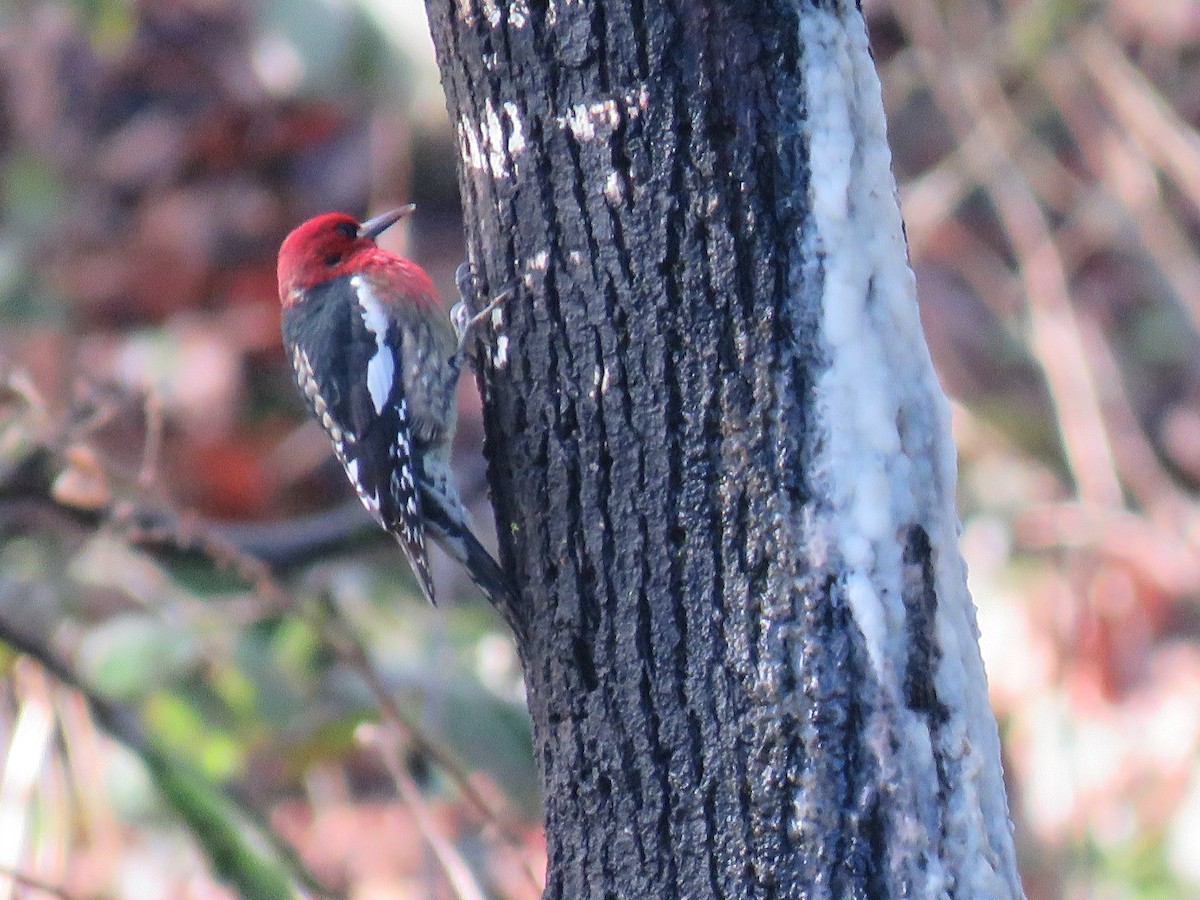 Red-breasted Sapsucker - Pam Otley