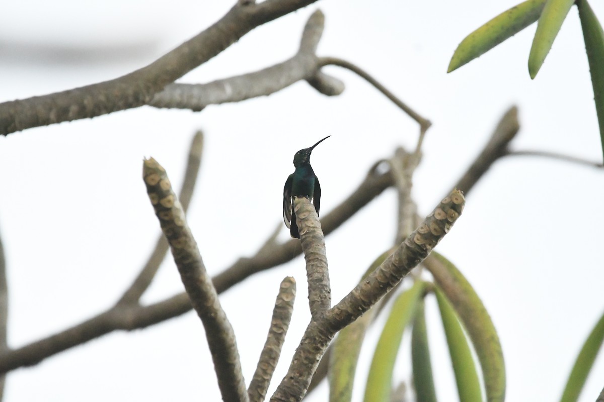 Green-breasted Mango - ML614281585