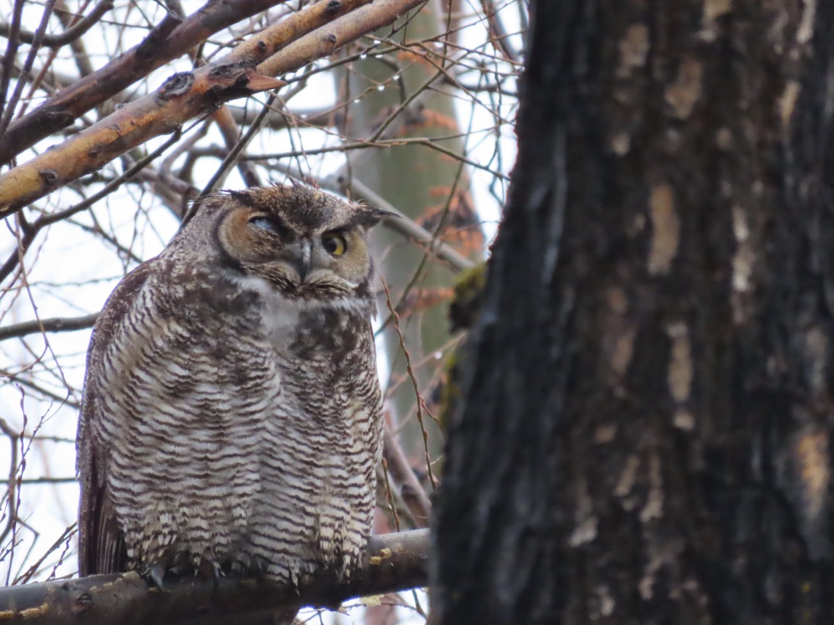 Great Horned Owl - ML614281645