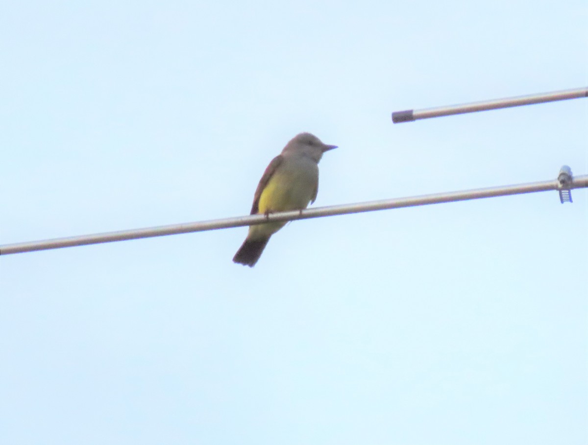 Western Kingbird - Kevin Topping