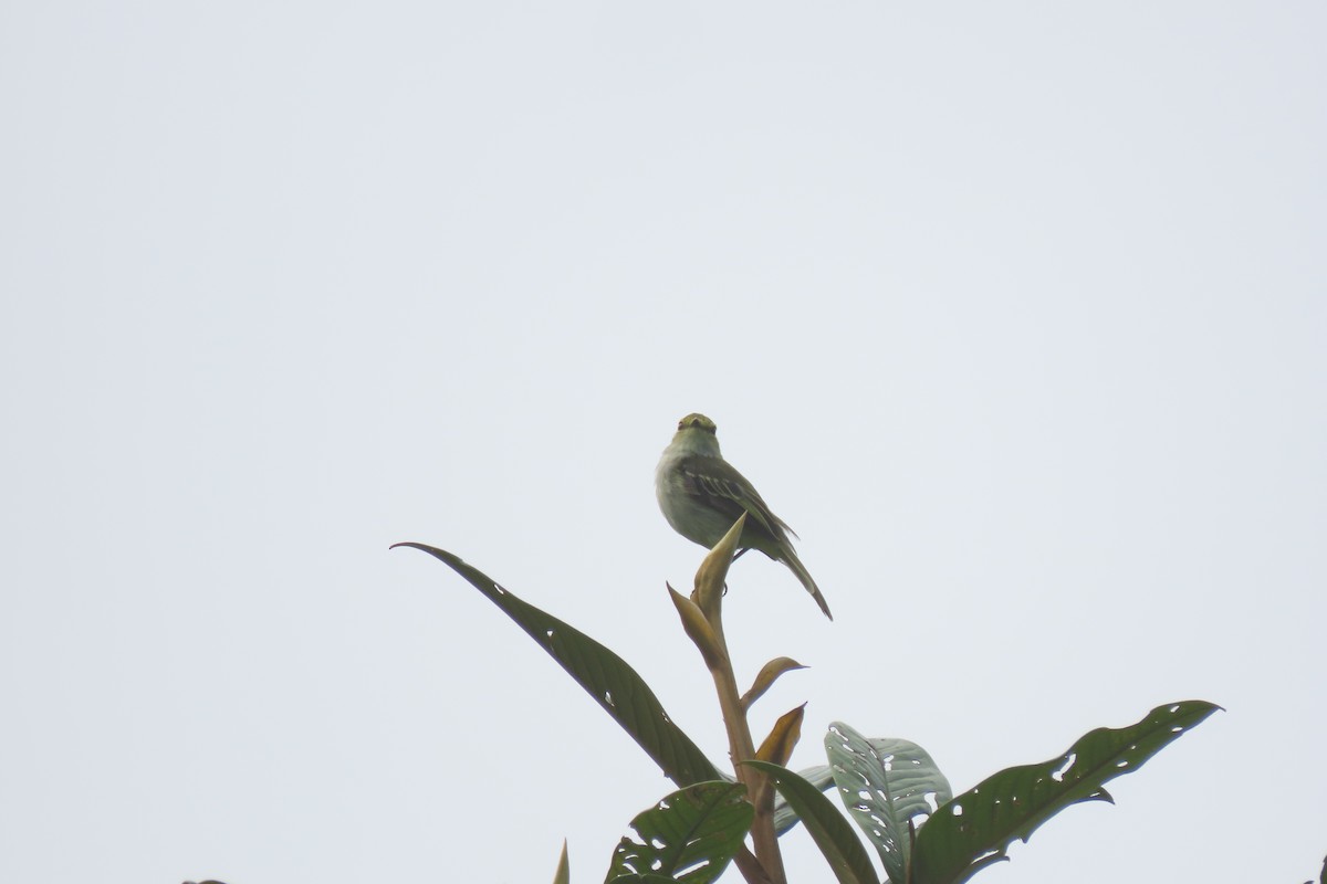 Peruvian Tyrannulet - Rogger Valencia Monroy