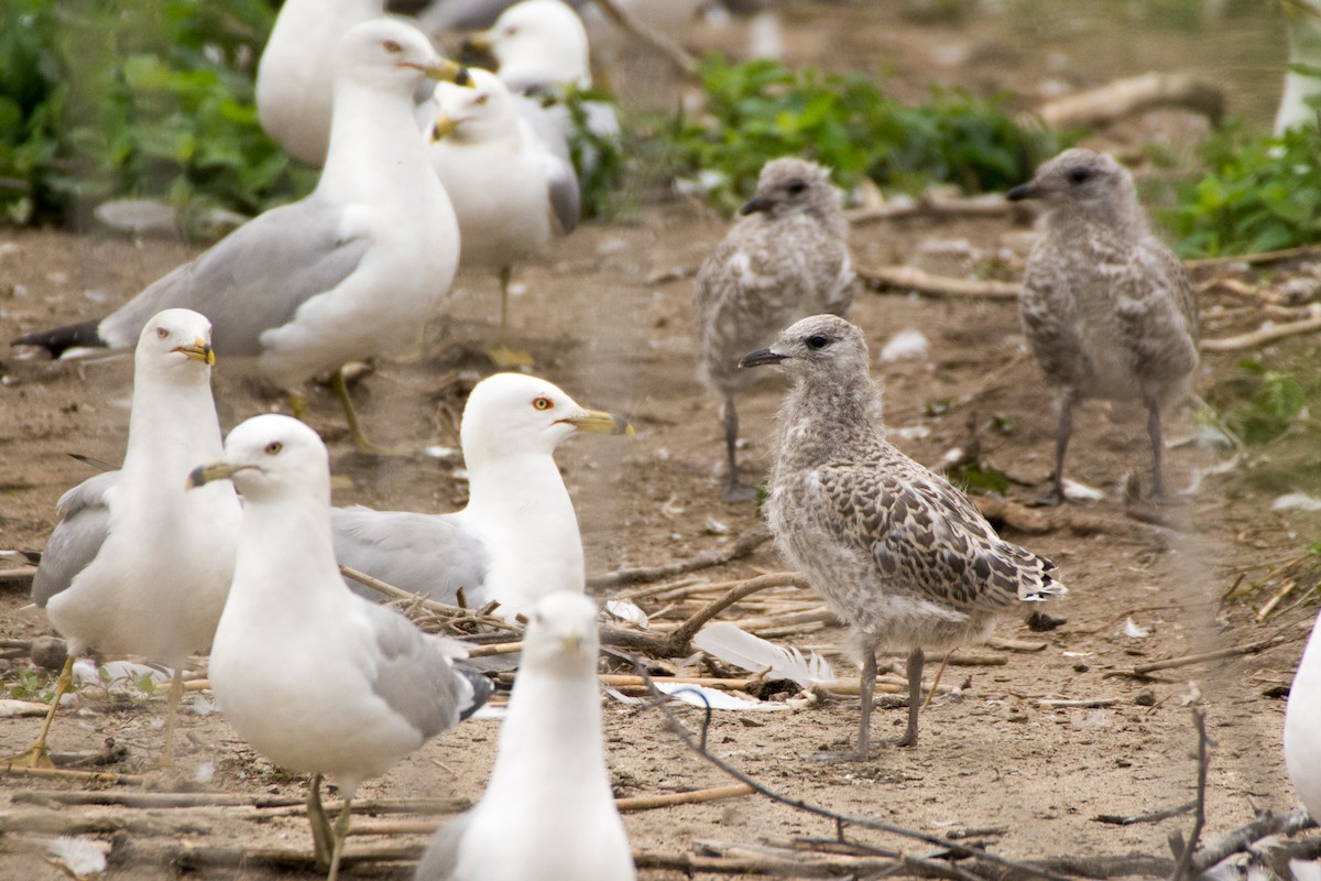 Ring-billed Gull - ML61428171