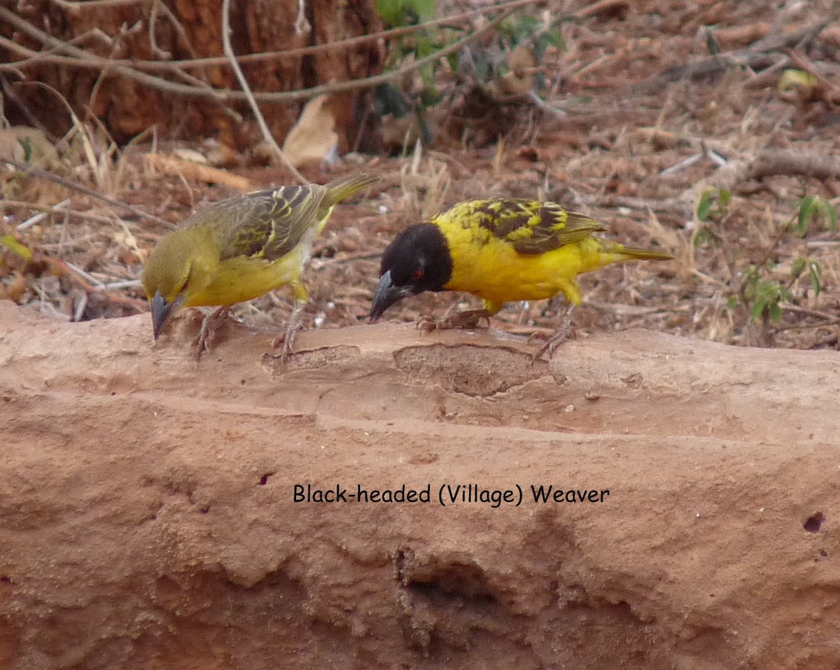 Village Weaver (Black-headed) - ML614281738