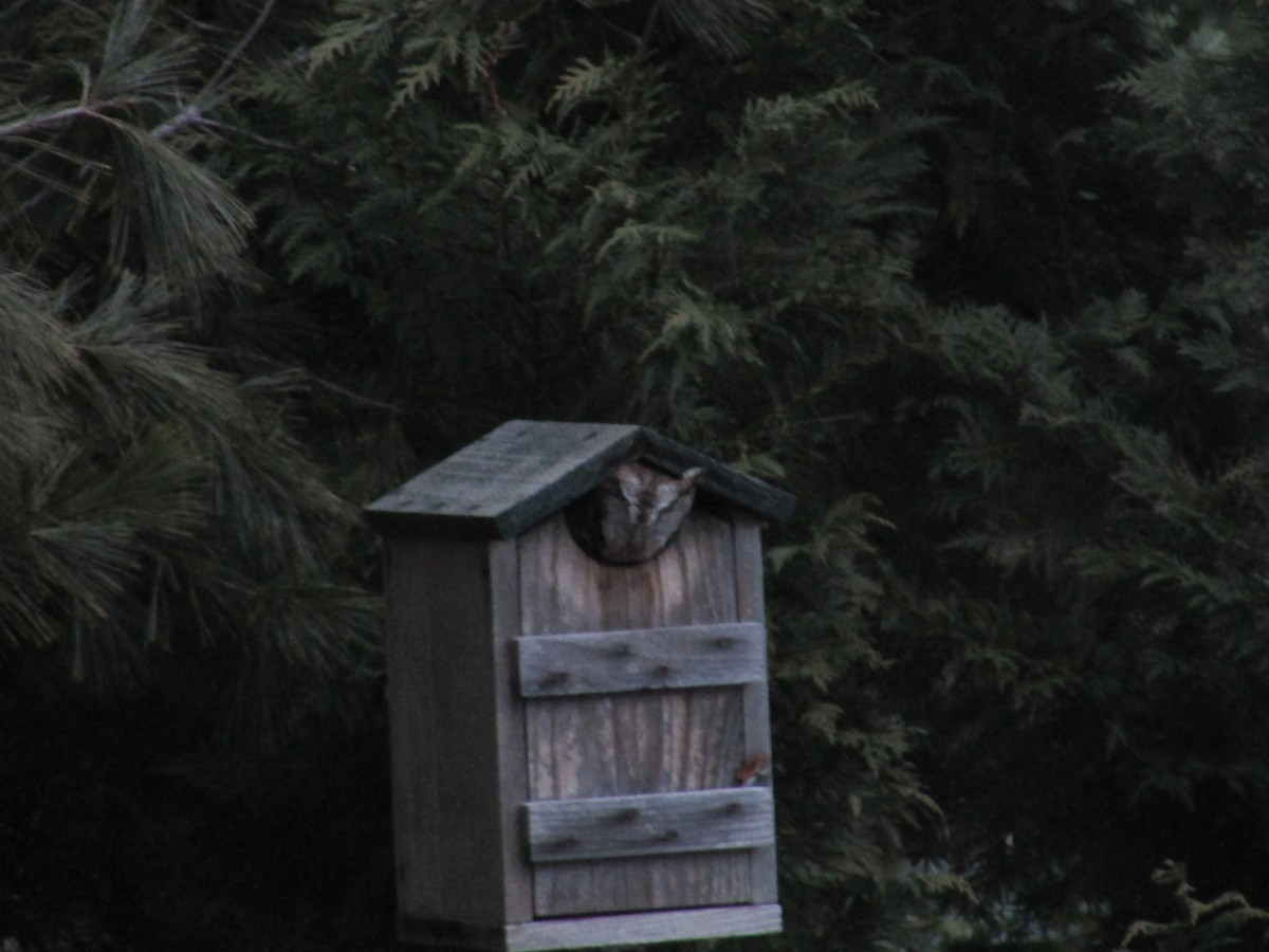 Eastern Screech-Owl - Tom  Brown