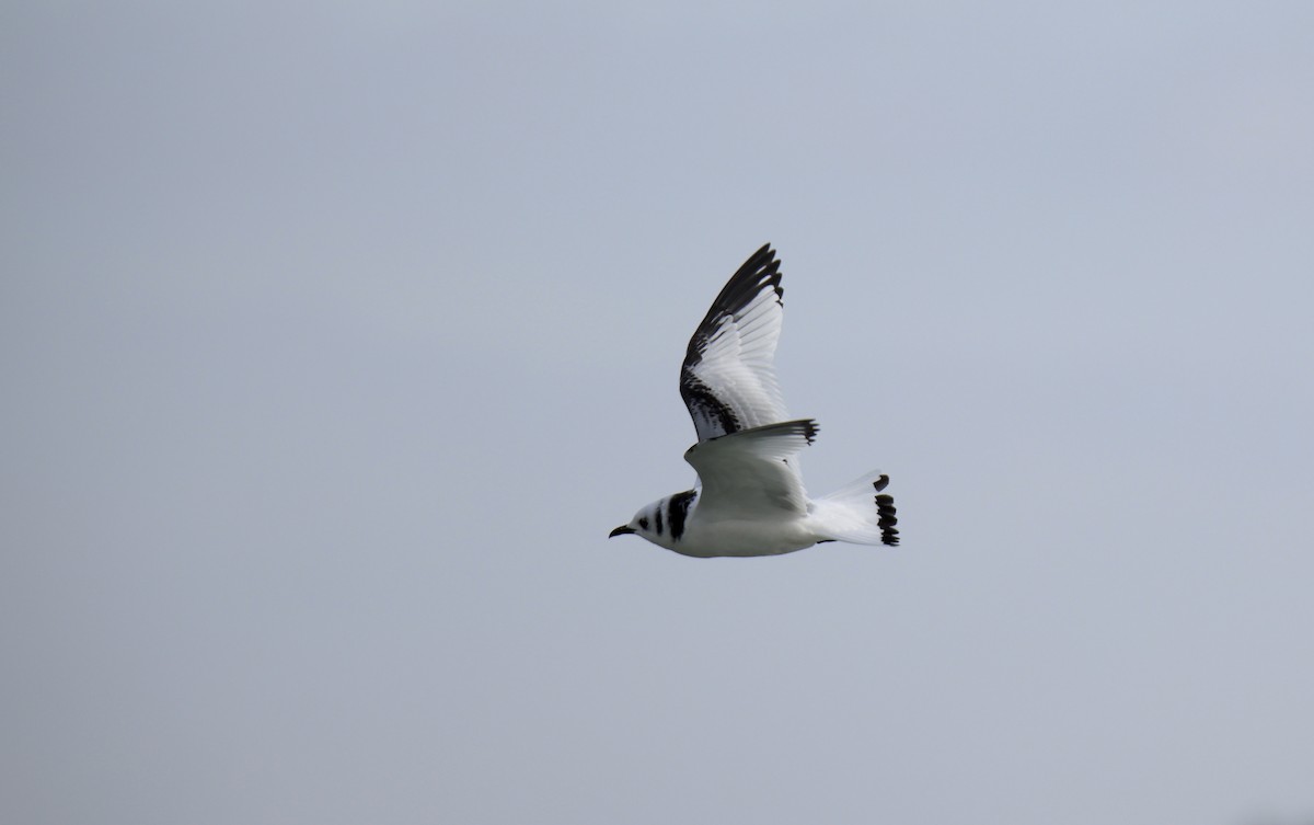 Gaviota Tridáctila - ML614281764