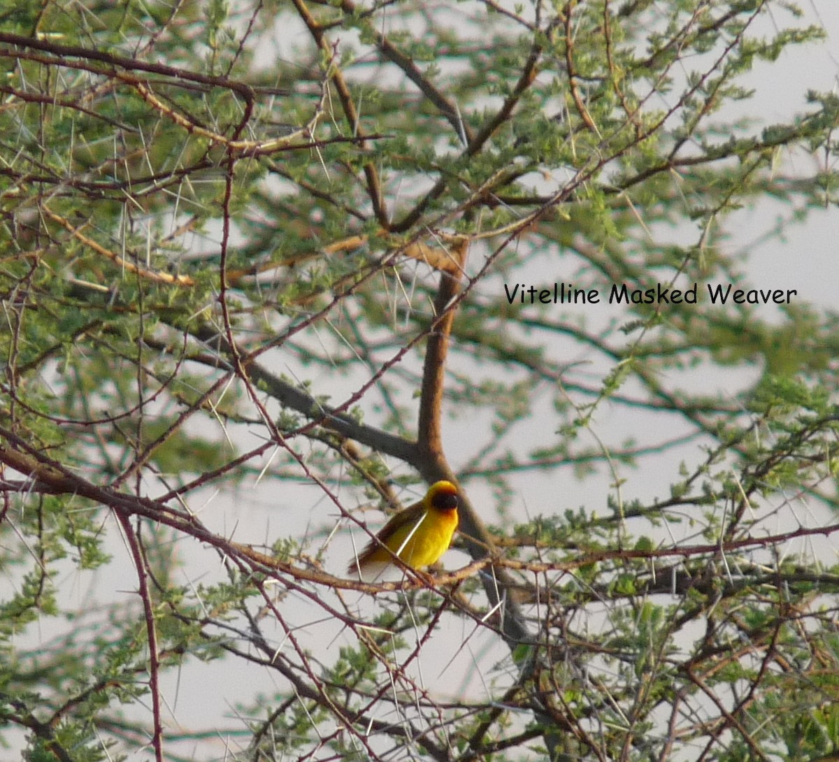 Vitelline Masked-Weaver - ML614281778