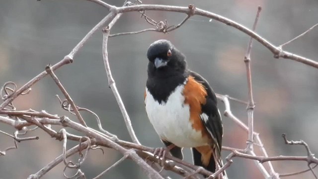 Eastern Towhee - ML614281853