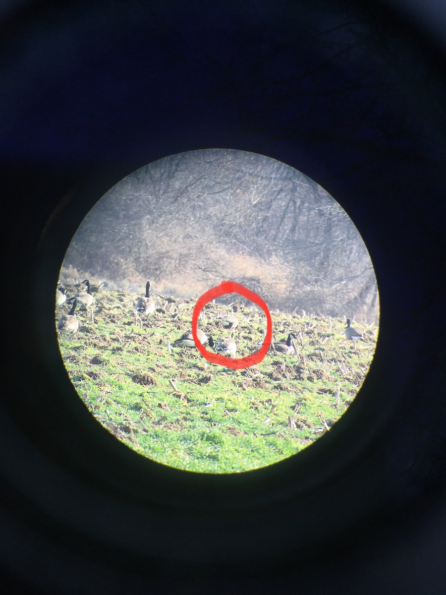 白額雁 - ML614281863