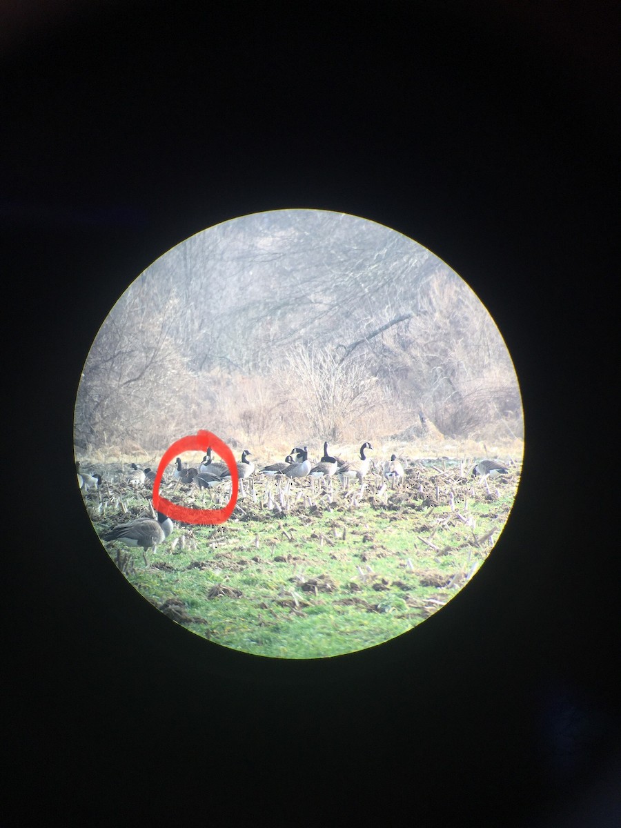 白額雁 - ML614281864