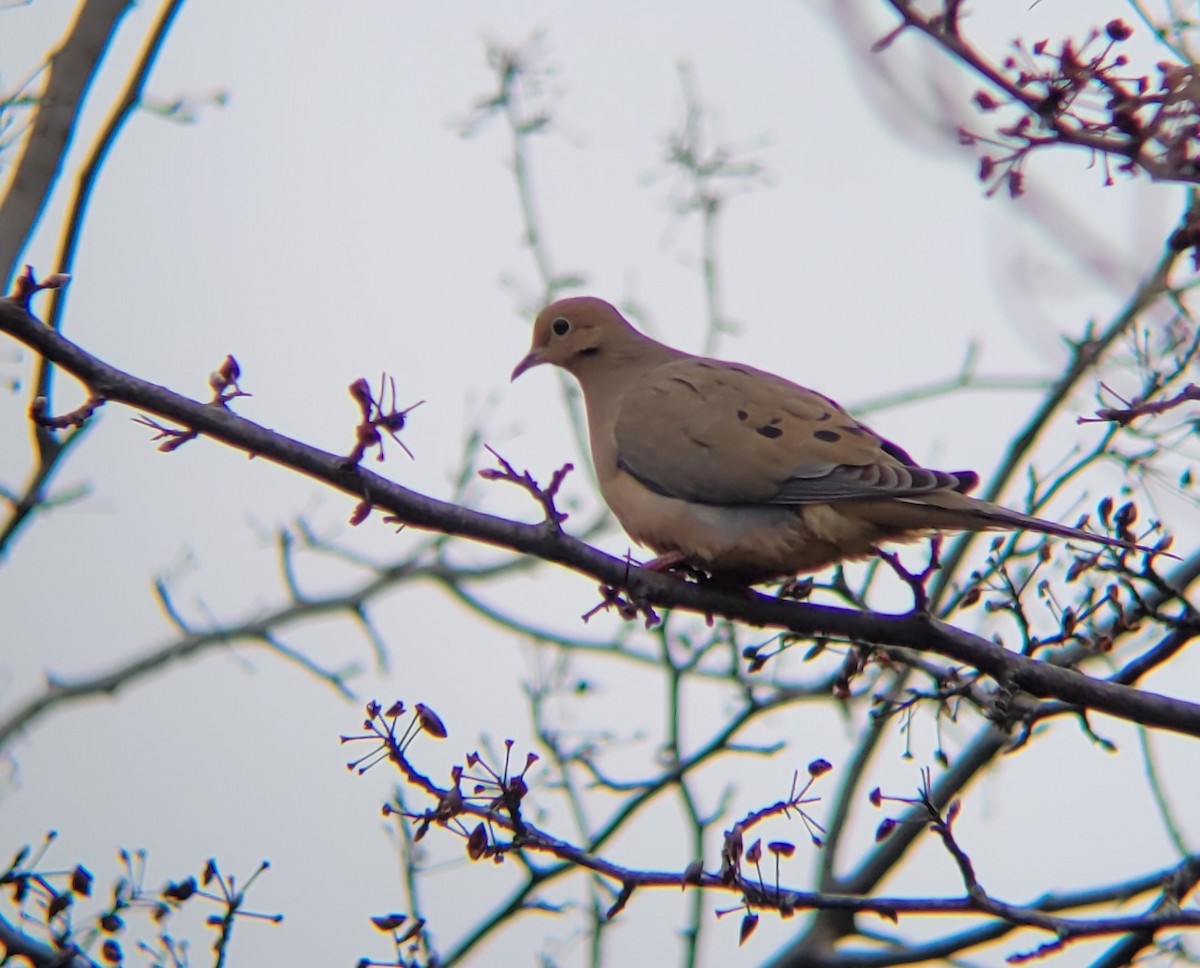 Mourning Dove - ML614281909