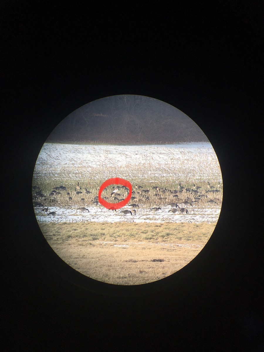 Snow Goose - ML614281914