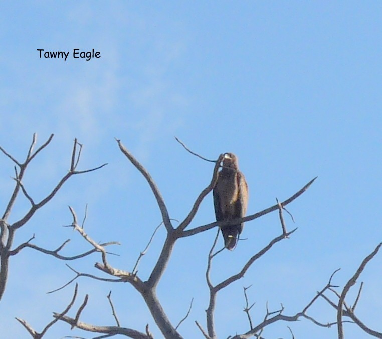 Tawny Eagle - Bob Curry