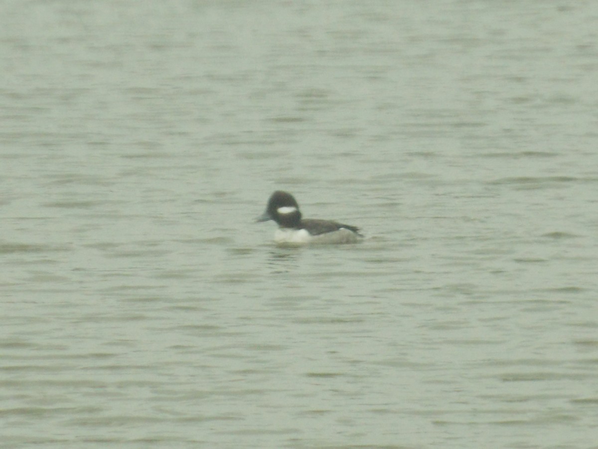 Bufflehead - Glenn Knoblock