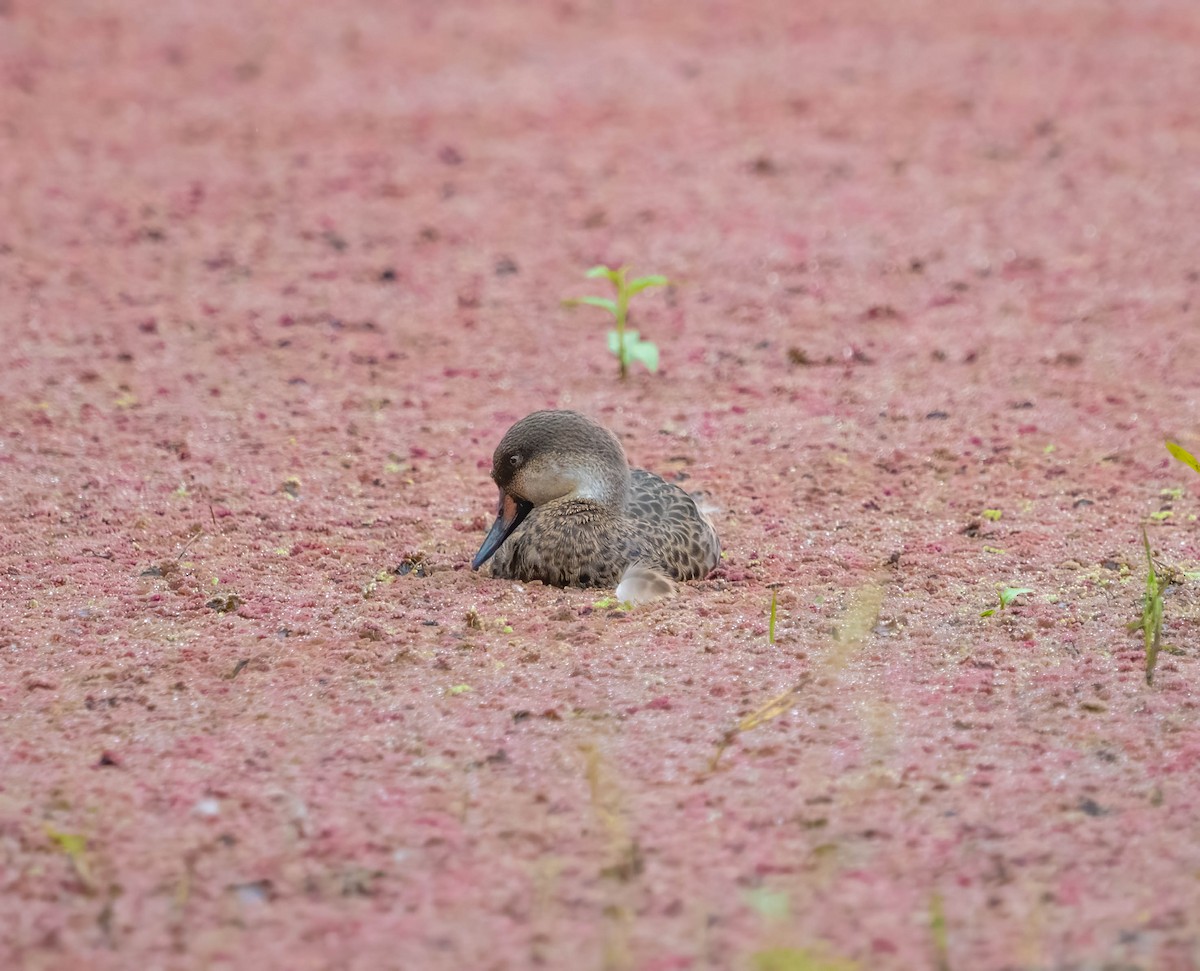 ostralka bělolící (ssp. galapagensis) - ML614281965