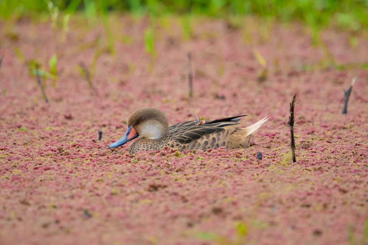 White-cheeked Pintail (Galapagos) - Courtney Rella