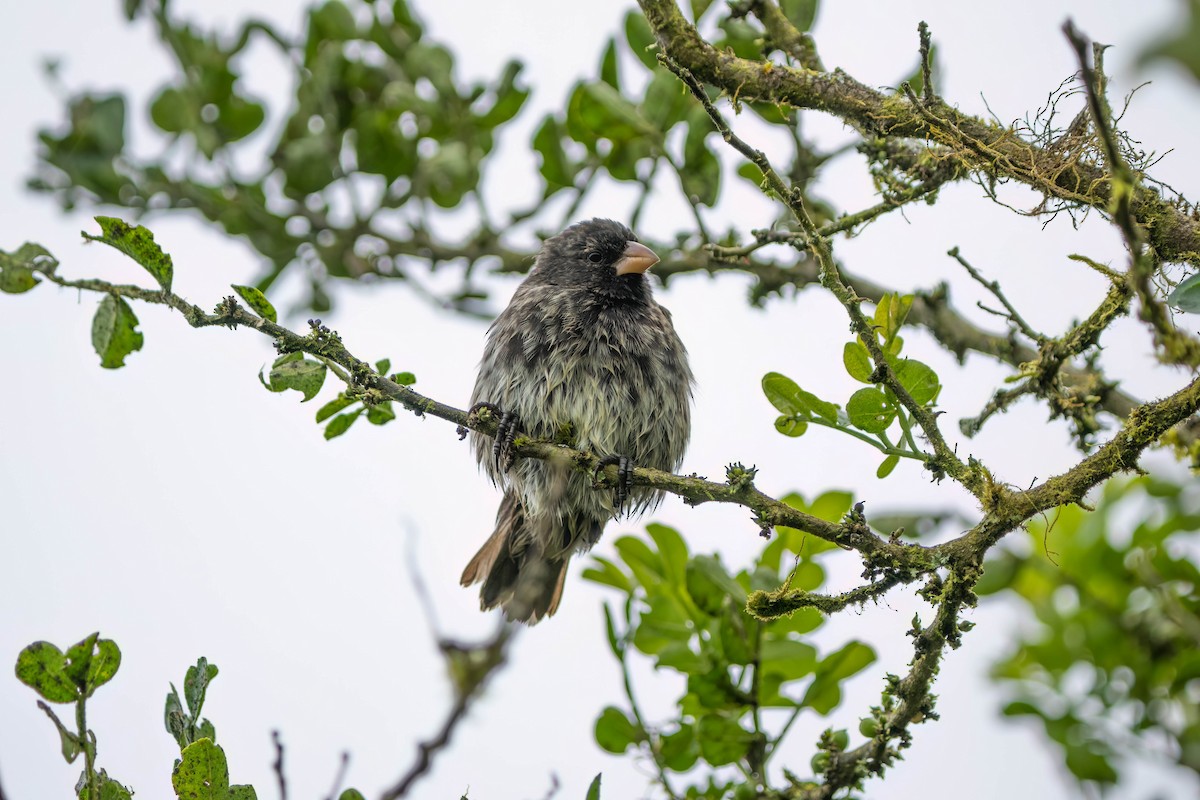 Small Tree-Finch - Courtney Rella