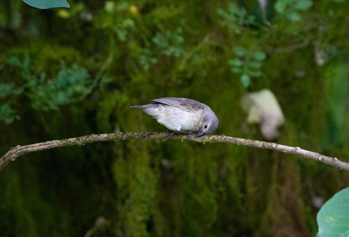 Small Tree-Finch - Courtney Rella