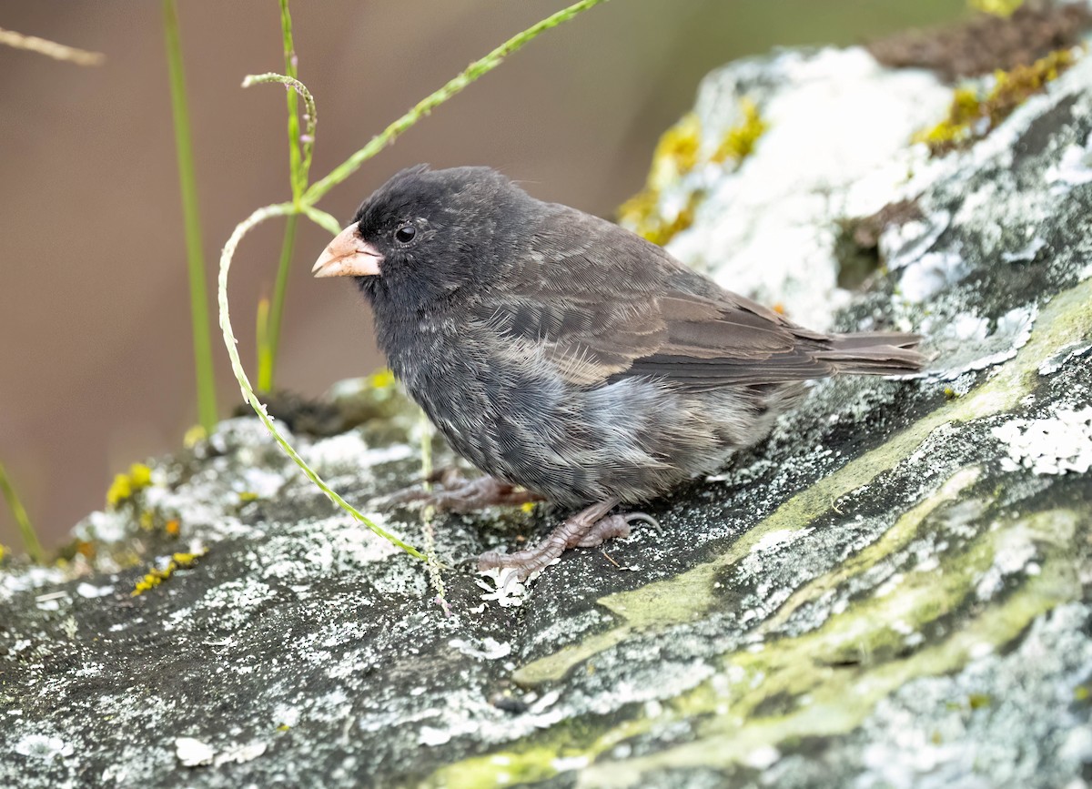 Small Ground-Finch - ML614282082