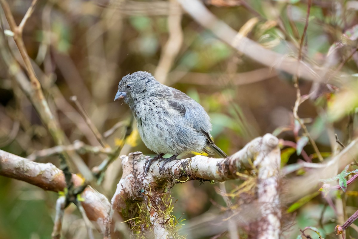 Small Ground-Finch - ML614282085