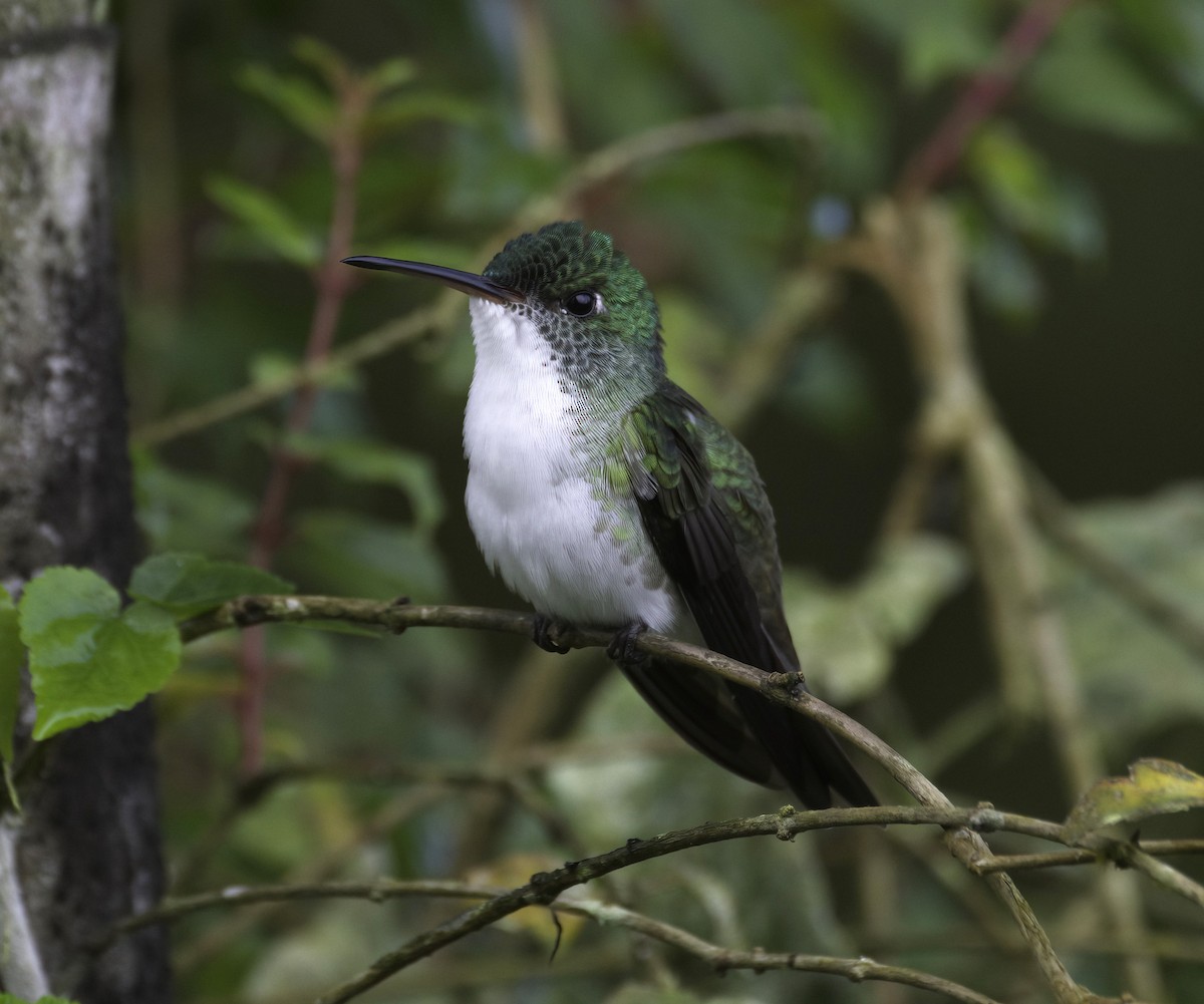 kolibřík andský - ML614282099