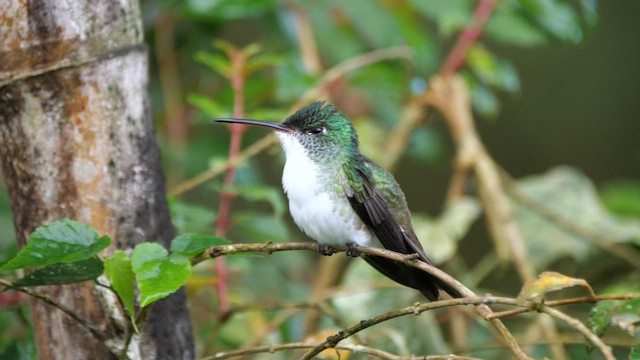 kolibřík andský - ML614282100