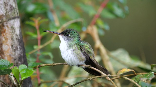 kolibřík andský - ML614282101