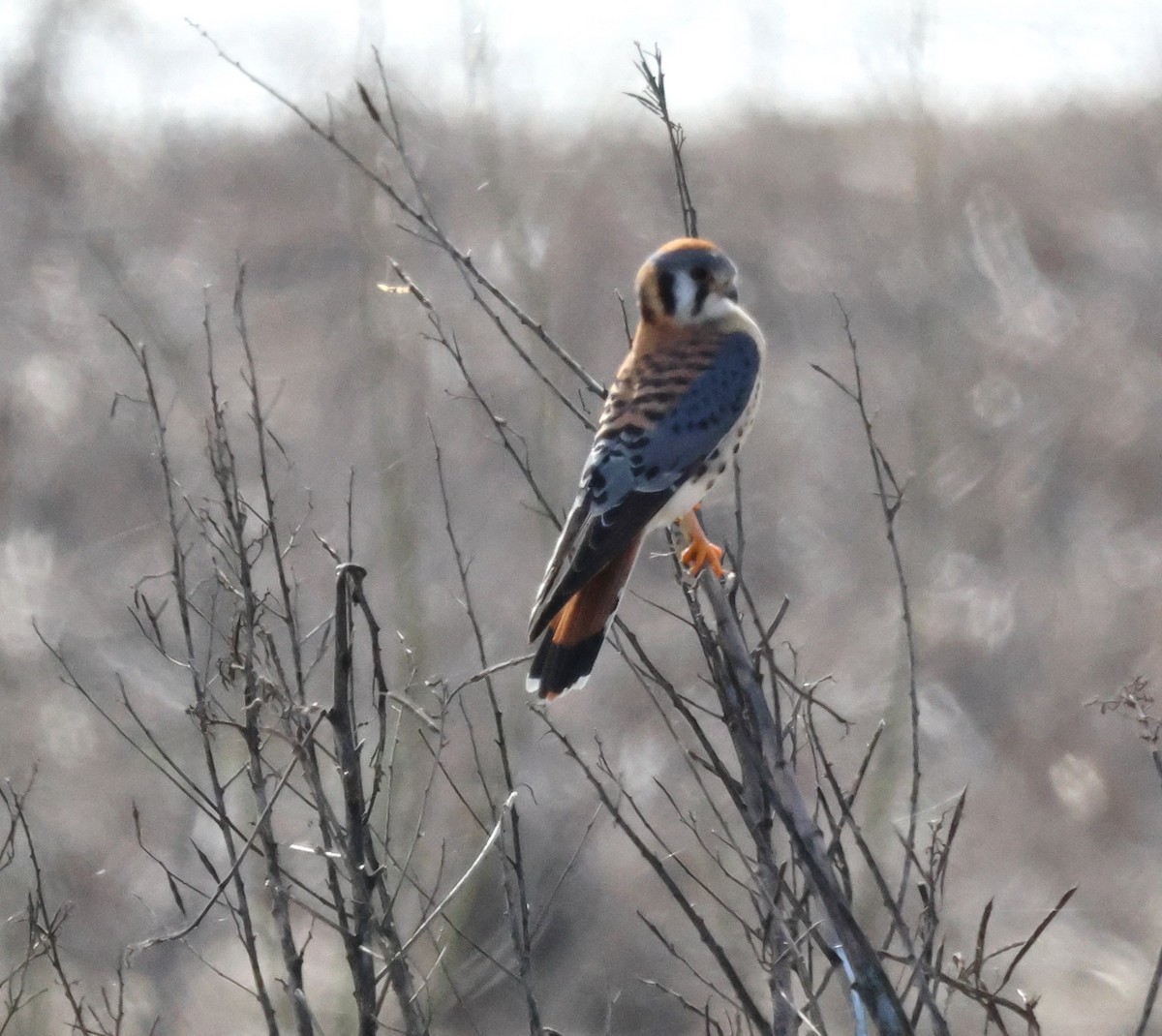 American Kestrel - ML614282109