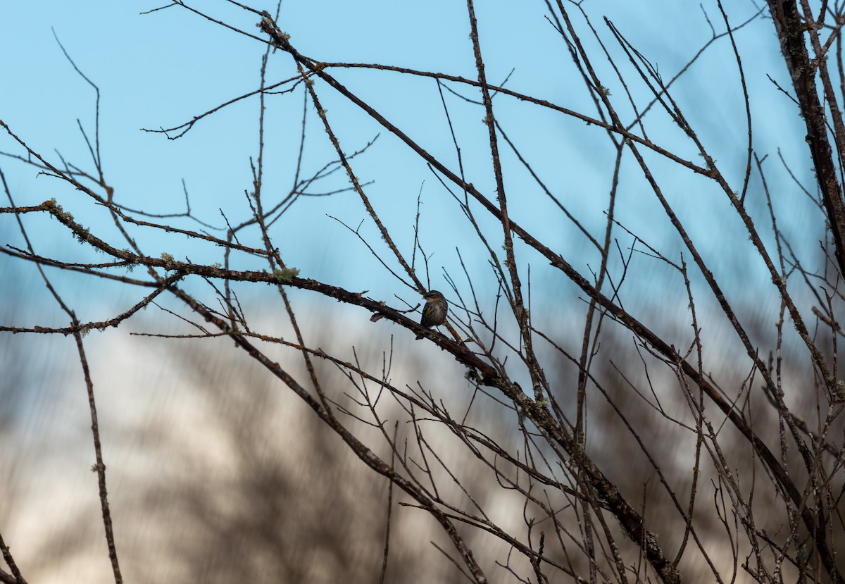 Yellow-rumped Warbler - Brandon Smith