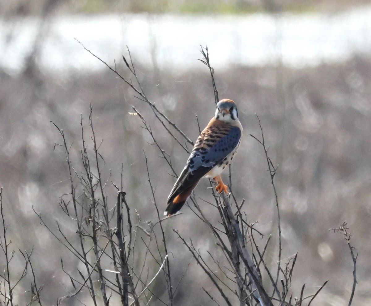 American Kestrel - ML614282116