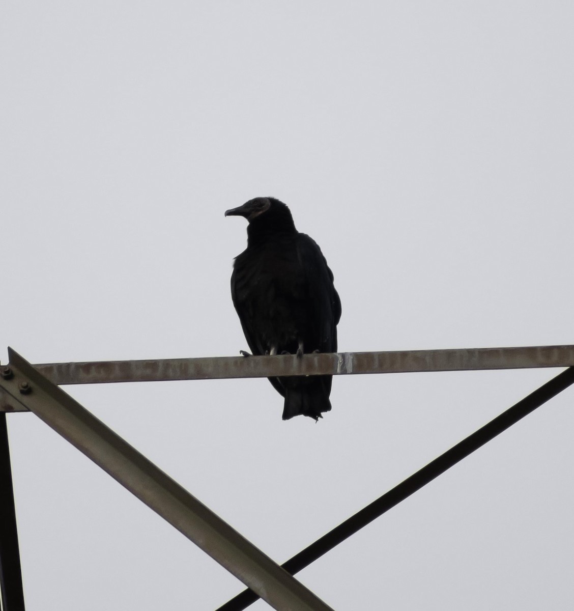 Black Vulture - ML614282146